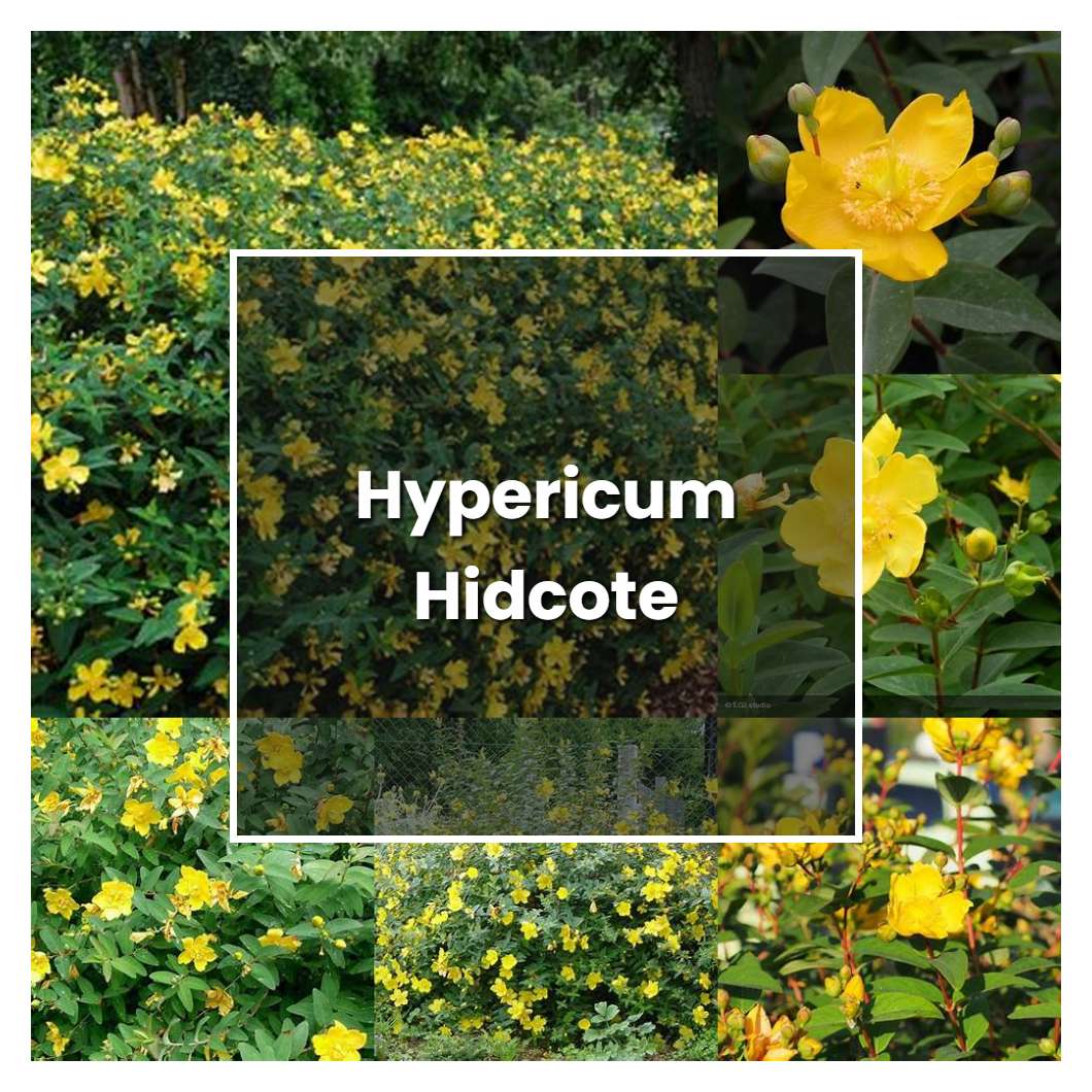 How to Grow Hypericum Hidcote - Plant Care & Tips