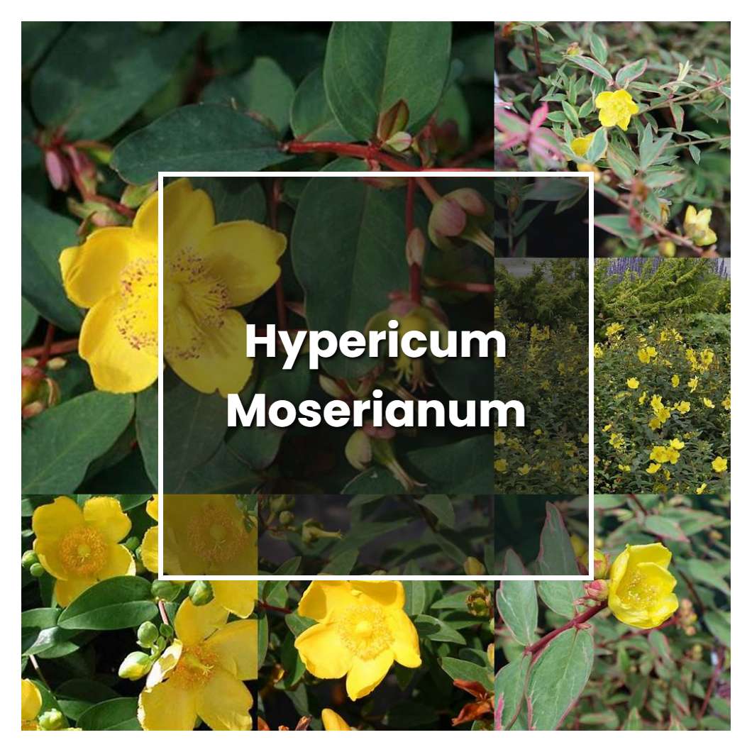 How to Grow Hypericum Moserianum - Plant Care & Tips