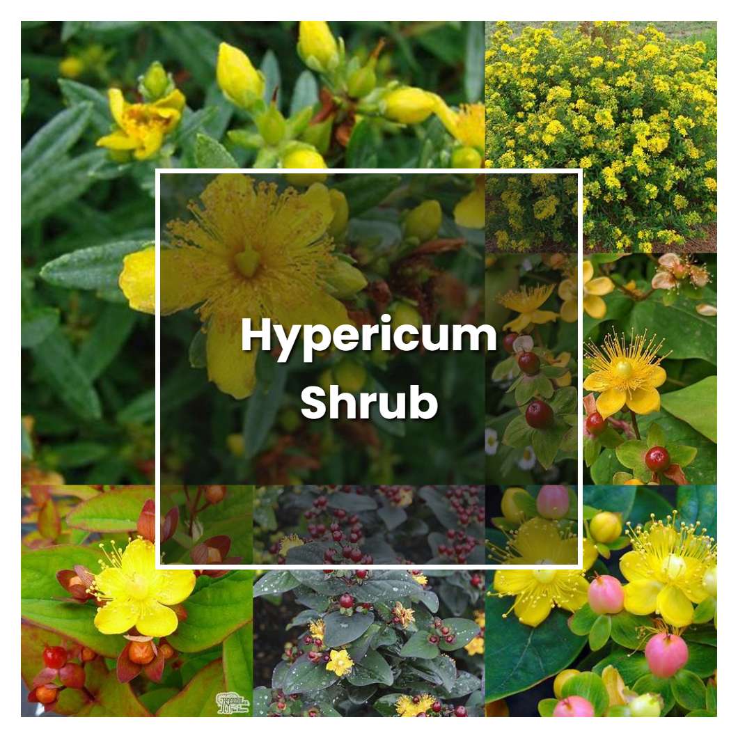 How to Grow Hypericum Shrub - Plant Care & Tips