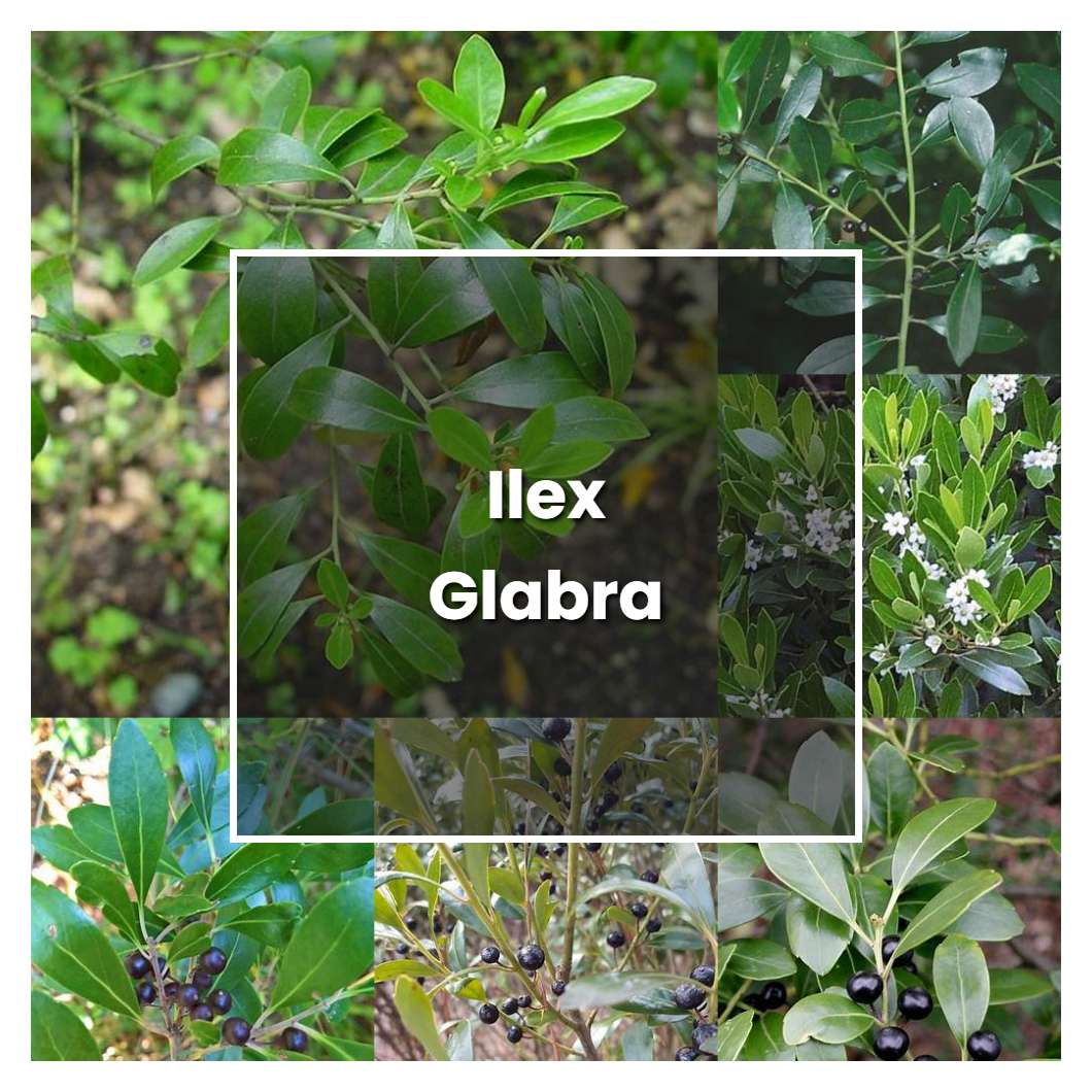 How to Grow Ilex Glabra - Plant Care & Tips