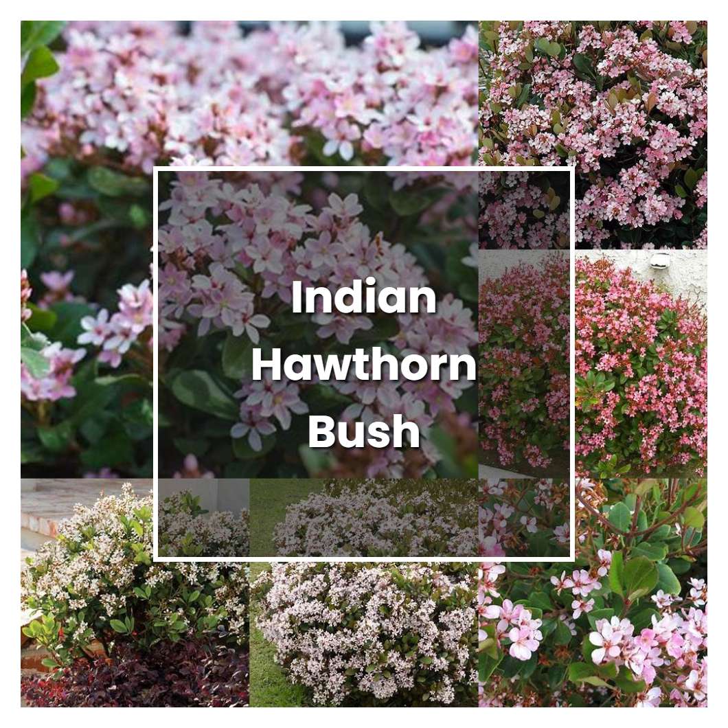 How To Grow Indian Hawthorn Bush Plant Care And Tips Norwichgardener