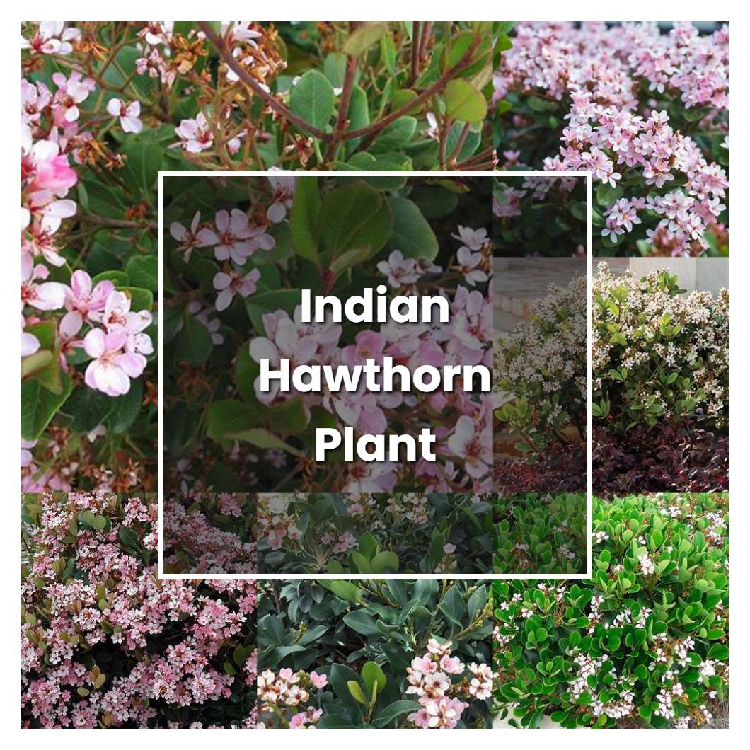 How to Grow Indian Hawthorn Plant - Plant Care & Tips