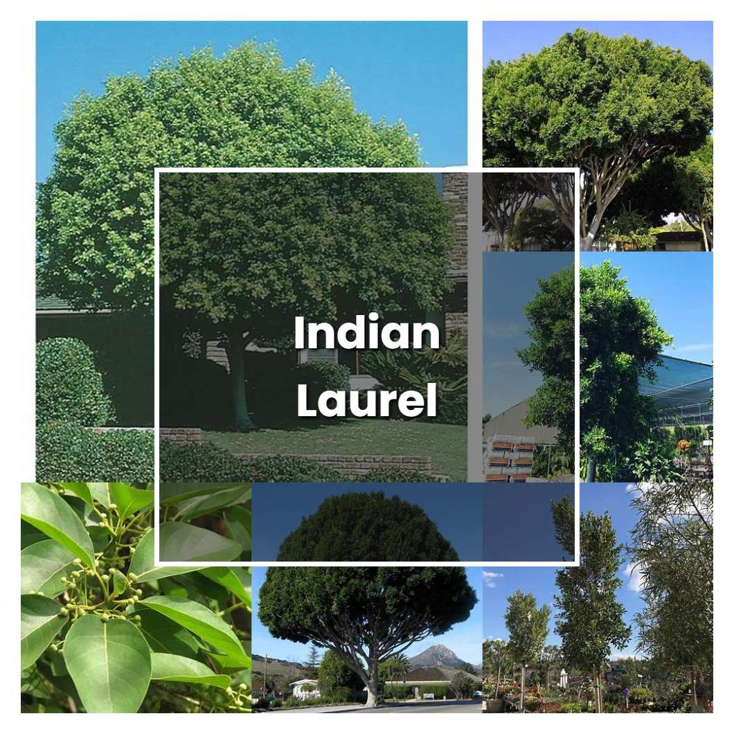 How to Grow Indian Laurel - Plant Care & Tips