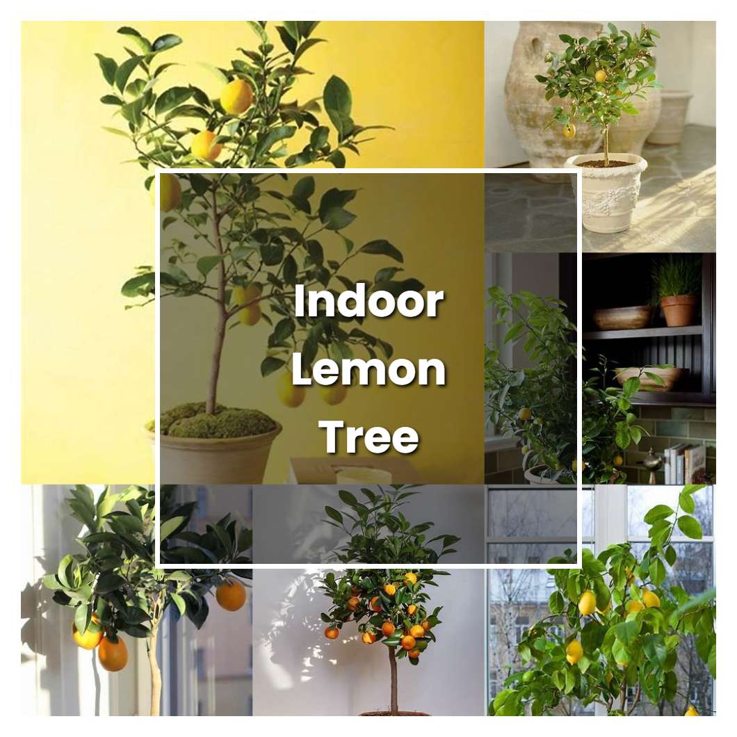 How to Grow Indoor Lemon Tree - Plant Care & Tips