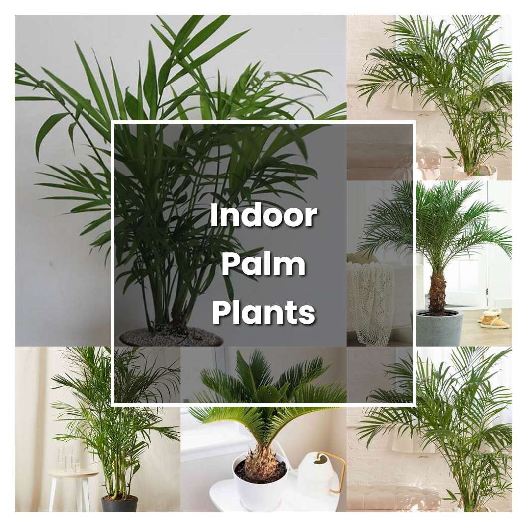 How to Grow Indoor Palm Plants - Plant Care & Tips