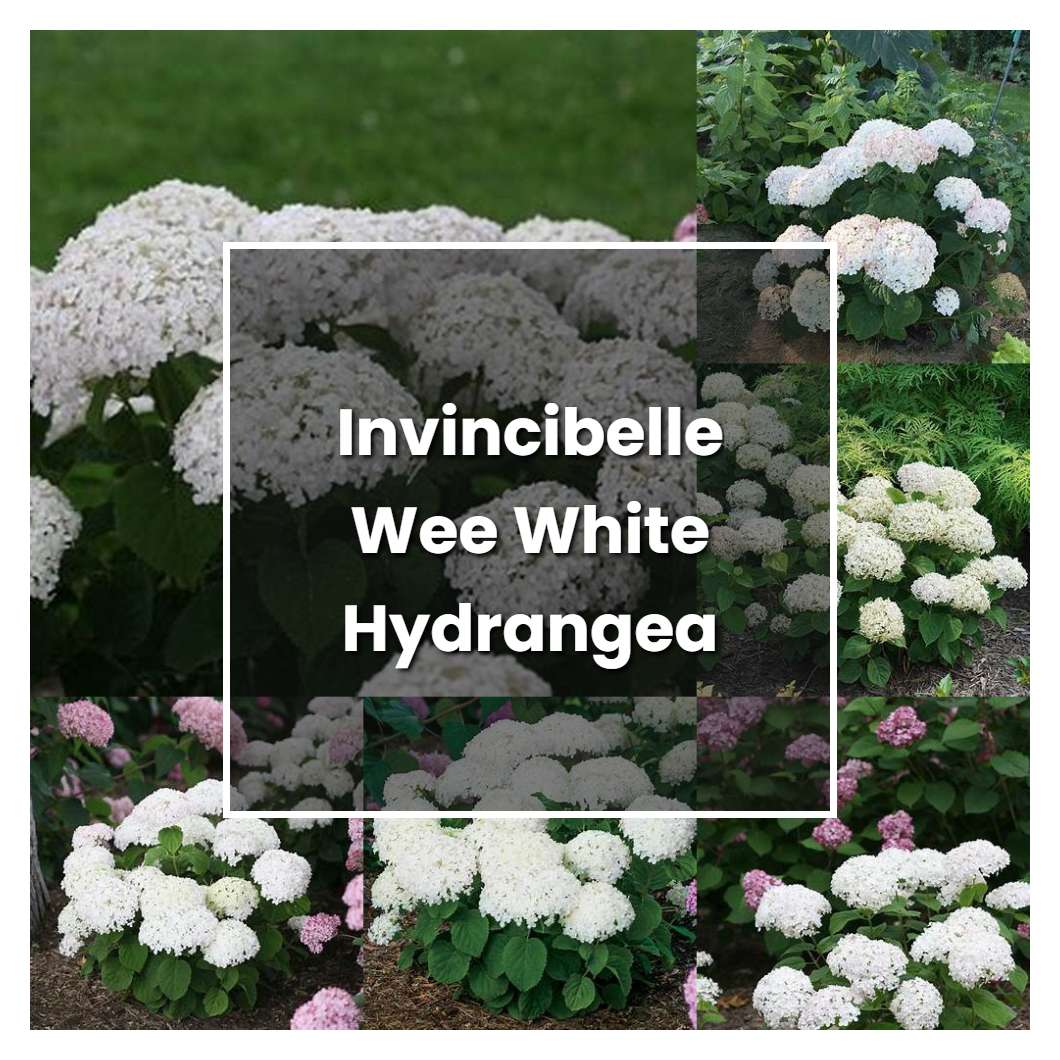 How to Grow Invincibelle Wee White Hydrangea - Plant Care & Tips