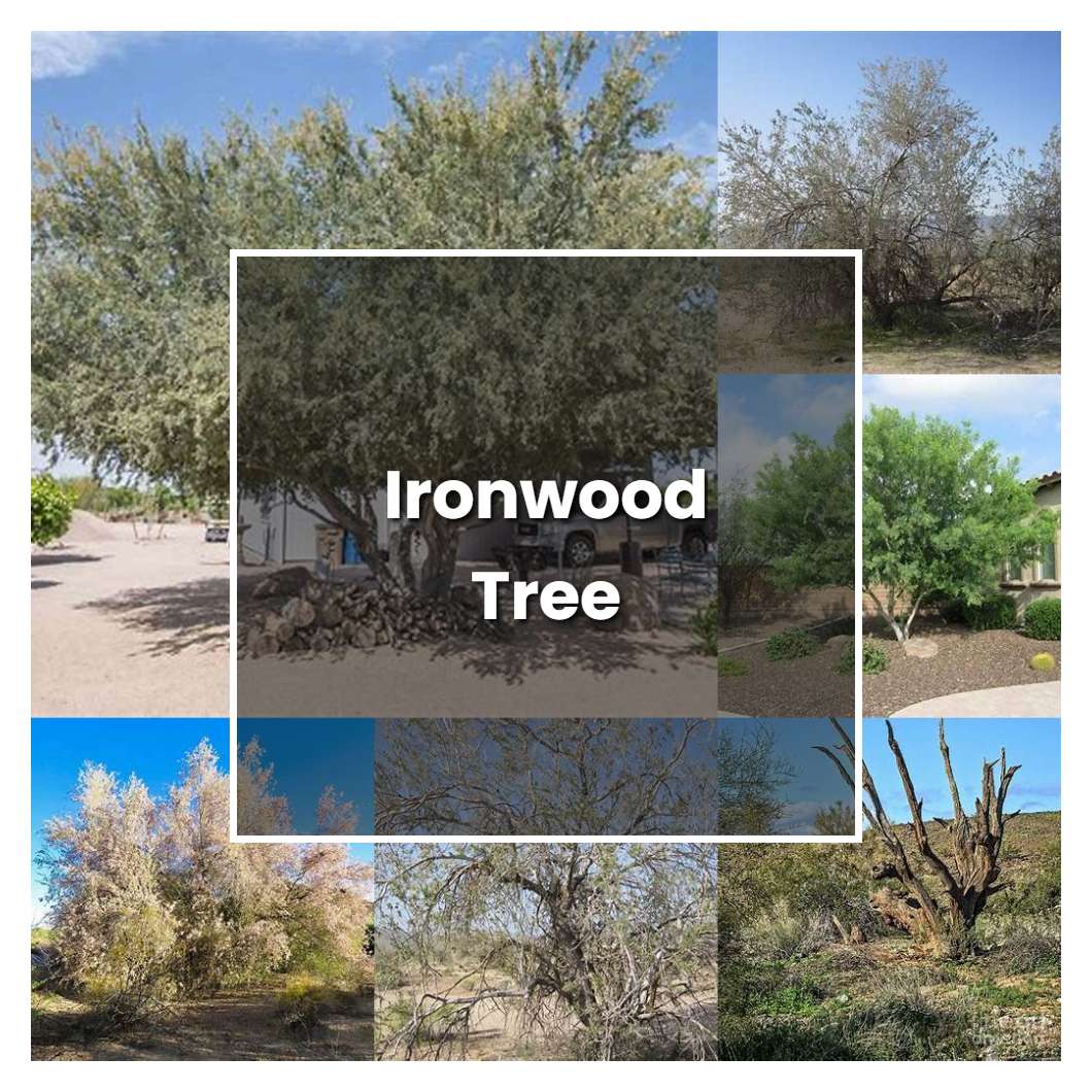How to Grow Ironwood Tree - Plant Care & Tips