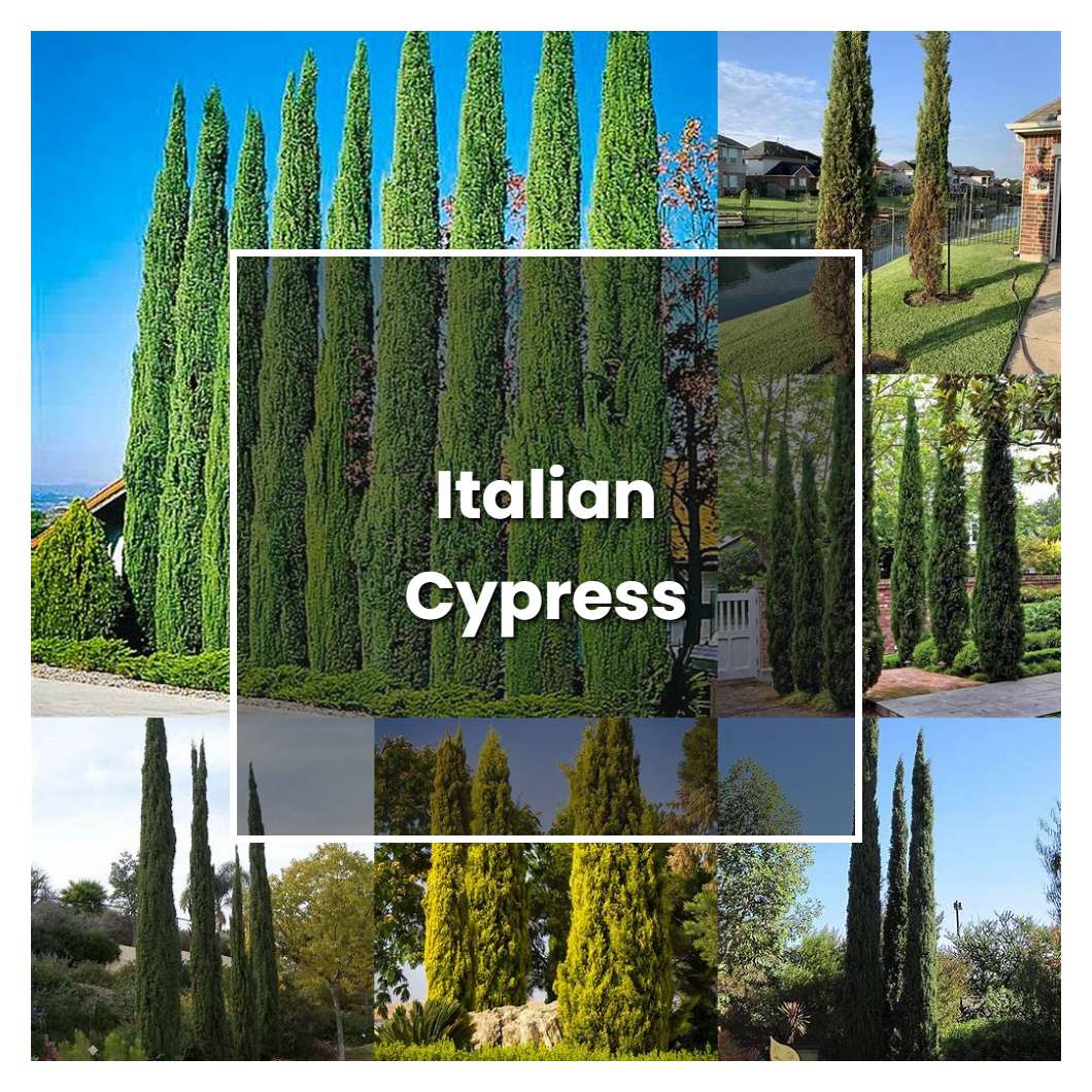 How to Grow Italian Cypress - Plant Care & Tips