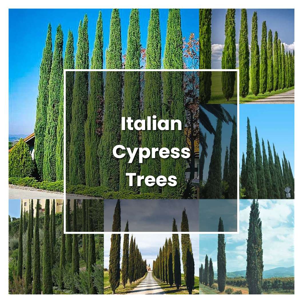 How to Grow Italian Cypress Trees - Plant Care & Tips