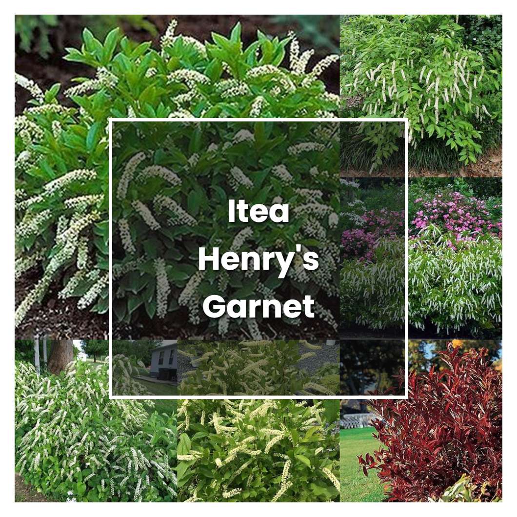 How to Grow Itea Henry's Garnet - Plant Care & Tips
