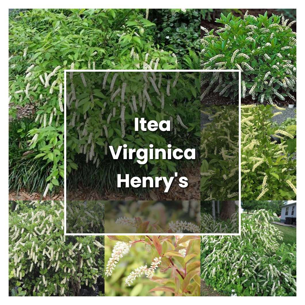 How to Grow Itea Virginica Henry's Garnet - Plant Care & Tips