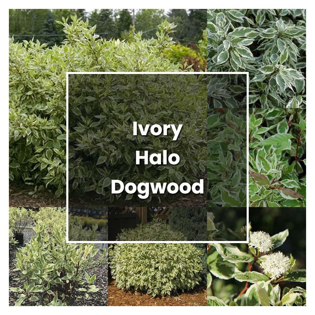 How to Grow Ivory Halo Dogwood Shrub - Plant Care & Tips