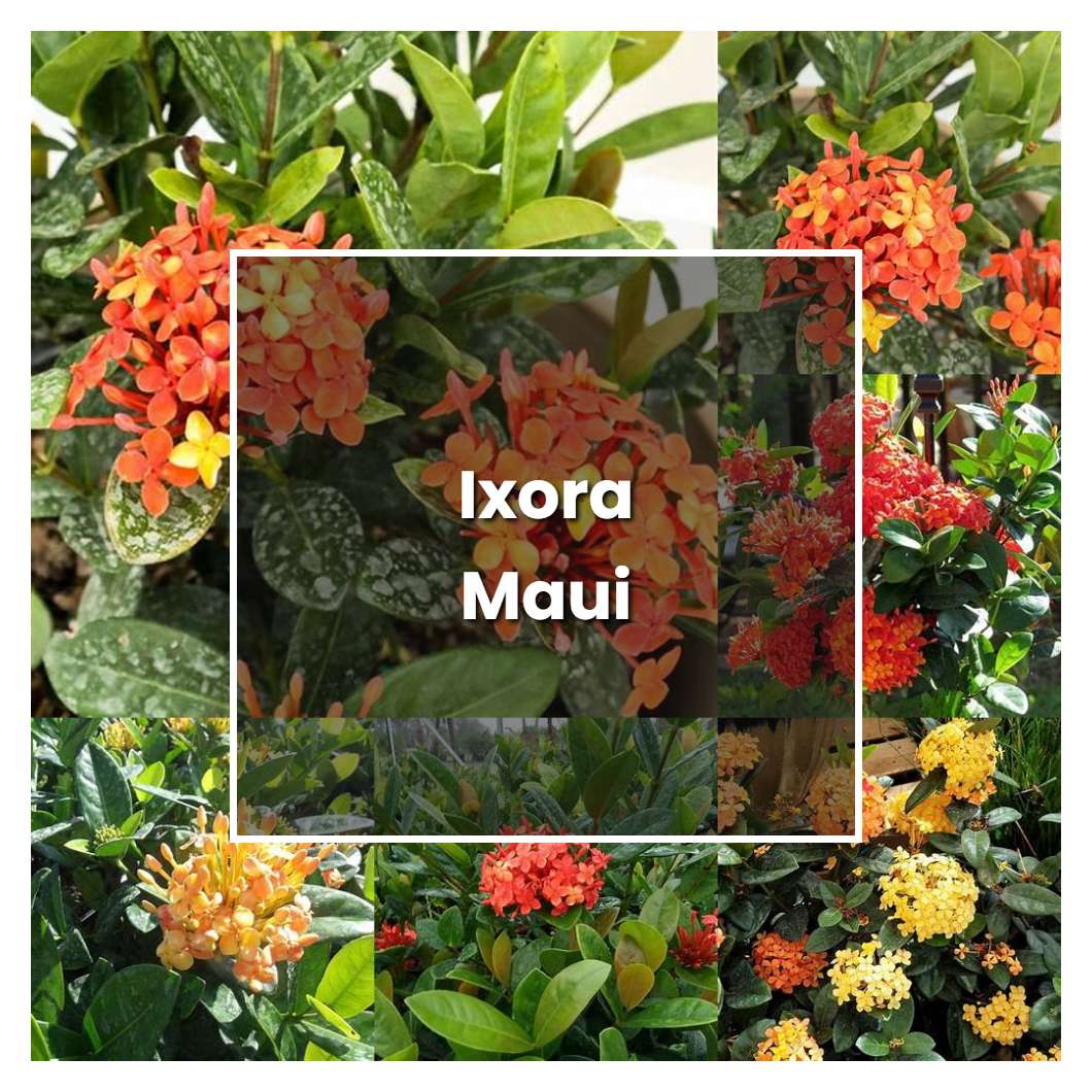 How to Grow Ixora Maui - Plant Care & Tips