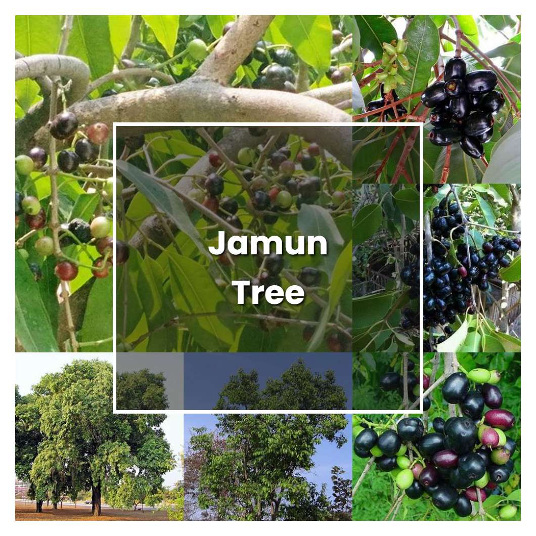 jamun tree essay in english
