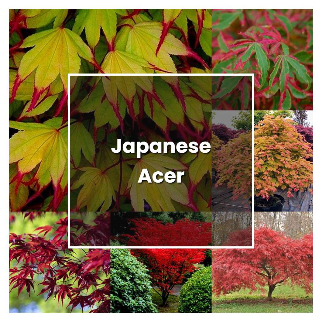How to Grow Japanese Acer - Plant Care & Tips