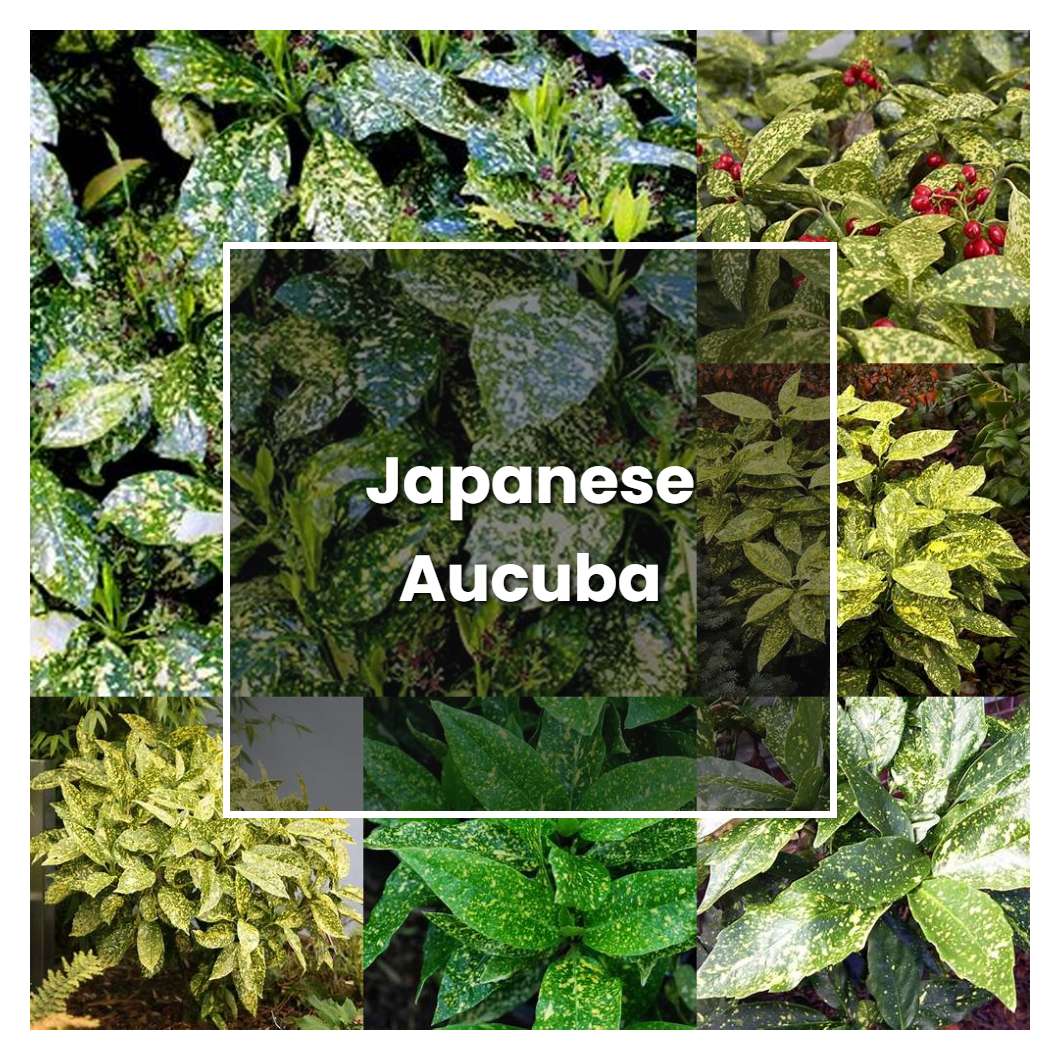 How to Grow Japanese Aucuba - Plant Care & Tips