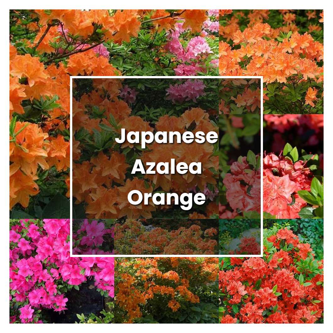 How to Grow Japanese Azalea Orange - Plant Care & Tips