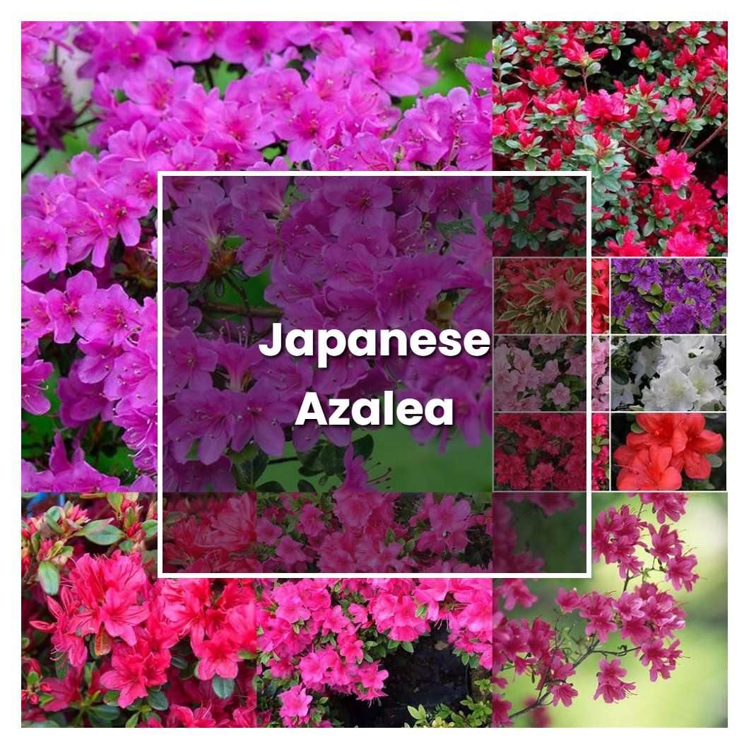 How to Grow Japanese Azalea - Plant Care & Tips