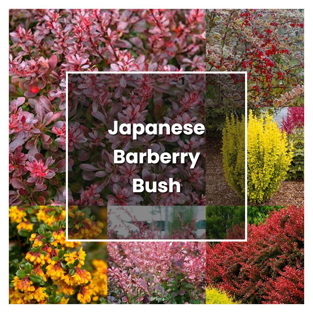 How to Grow Japanese Barberry Bush - Plant Care & Tips
