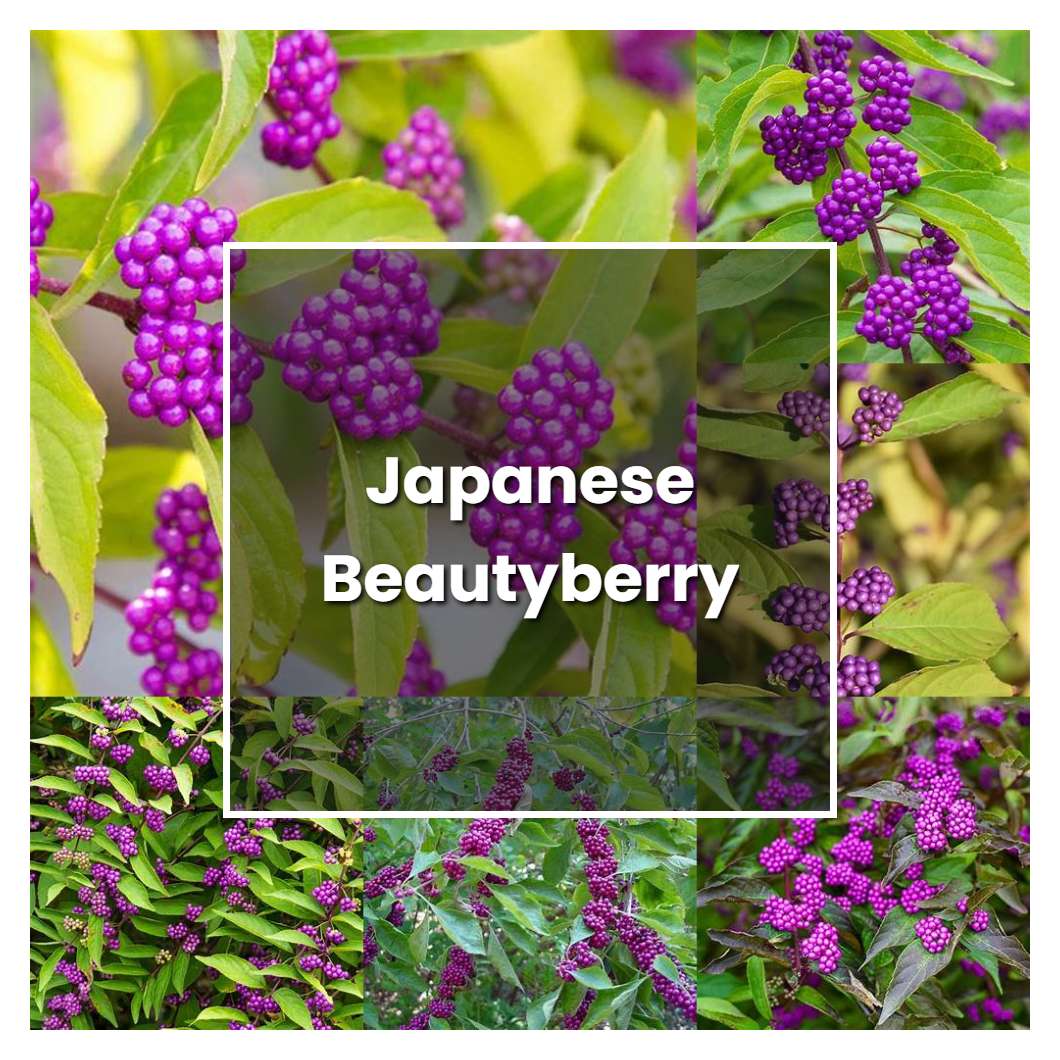 How to Grow Japanese Beautyberry - Plant Care & Tips