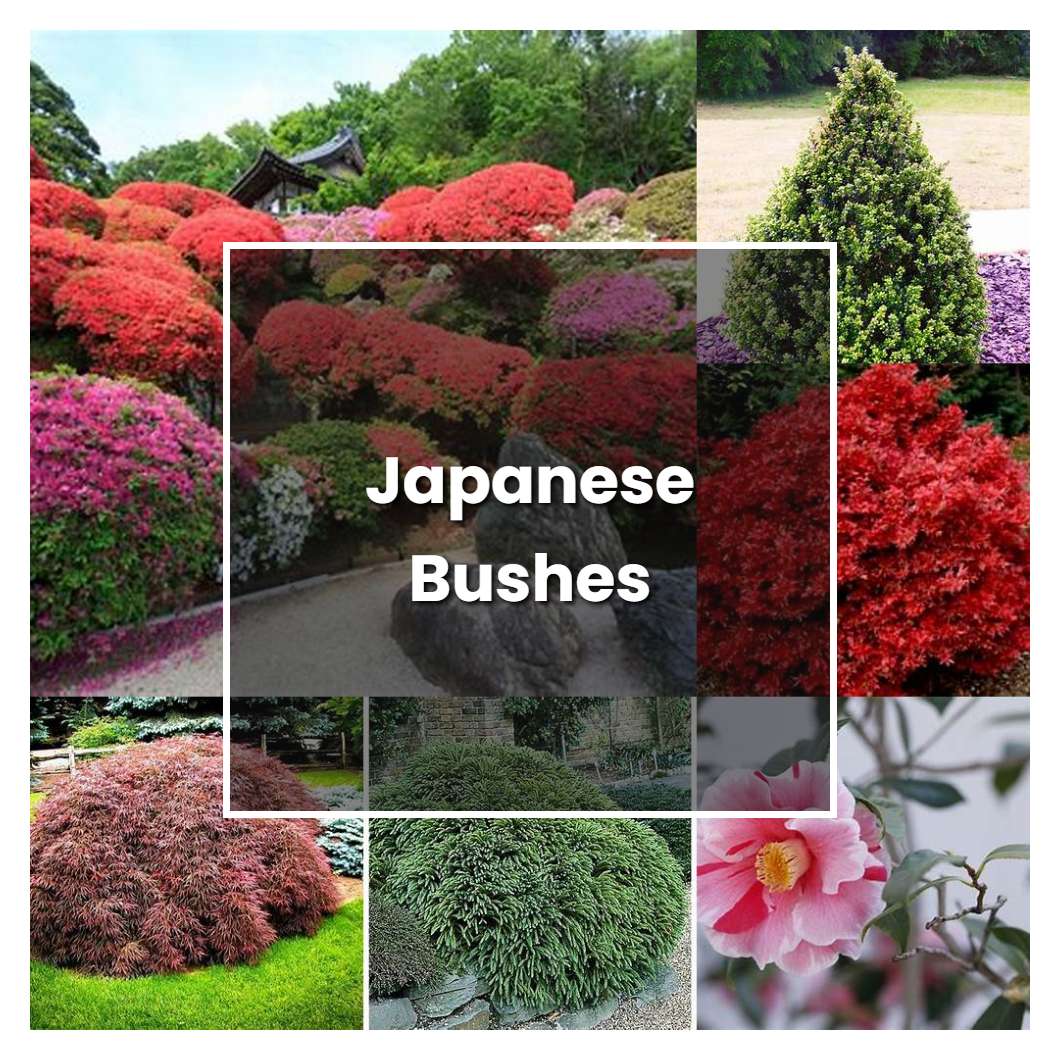 How to Grow Japanese Bushes - Plant Care & Tips