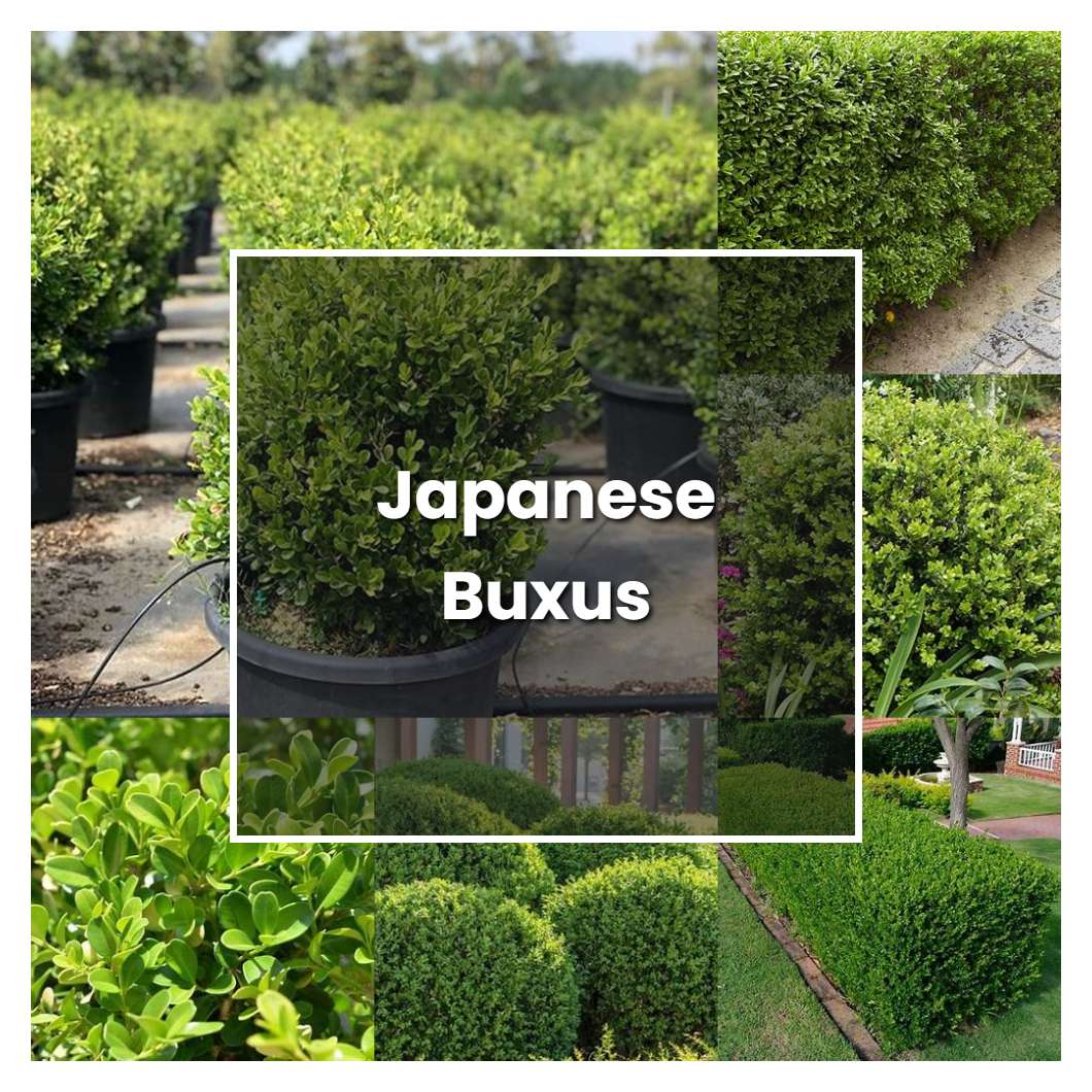How to Grow Japanese Buxus - Plant Care & Tips