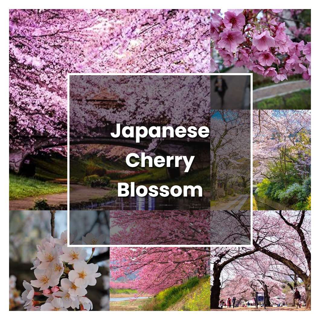 How to Grow Japanese Cherry Blossom Tree - Plant Care & Tips