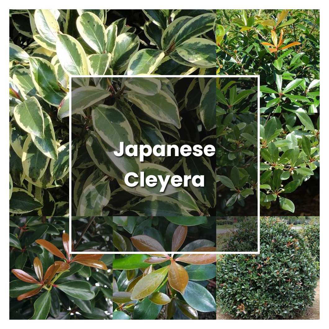 How to Grow Japanese Cleyera - Plant Care & Tips