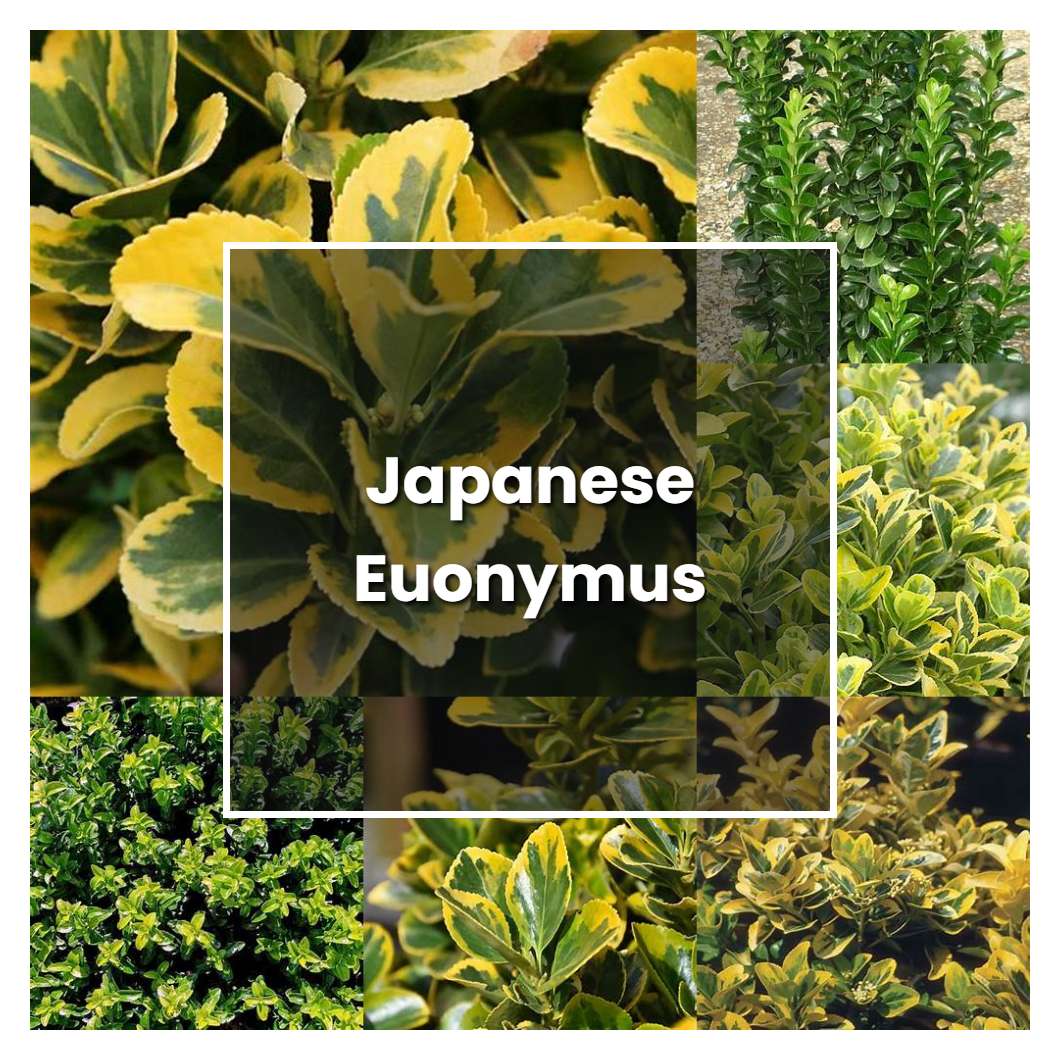 How to Grow Japanese Euonymus - Plant Care & Tips