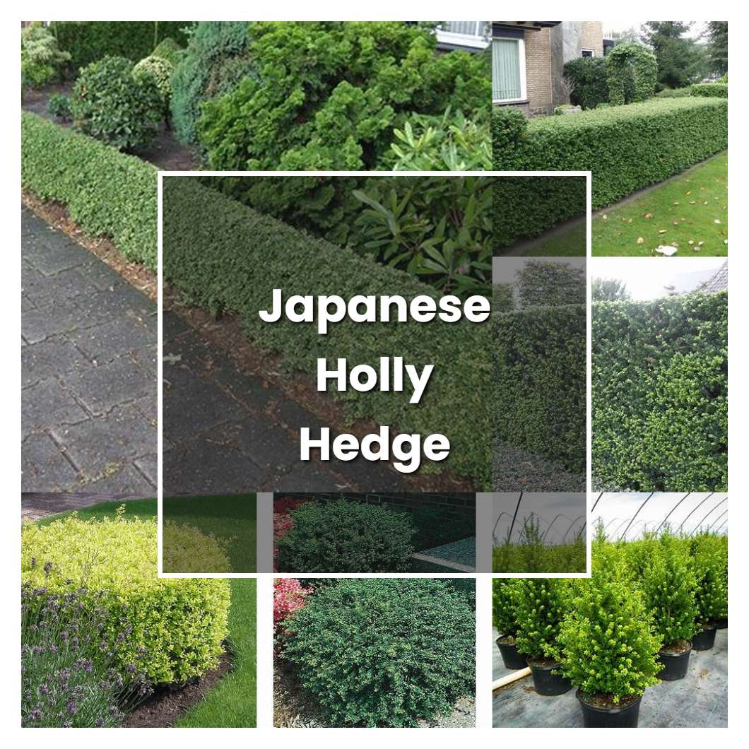 How to Grow Japanese Holly Hedge - Plant Care & Tips