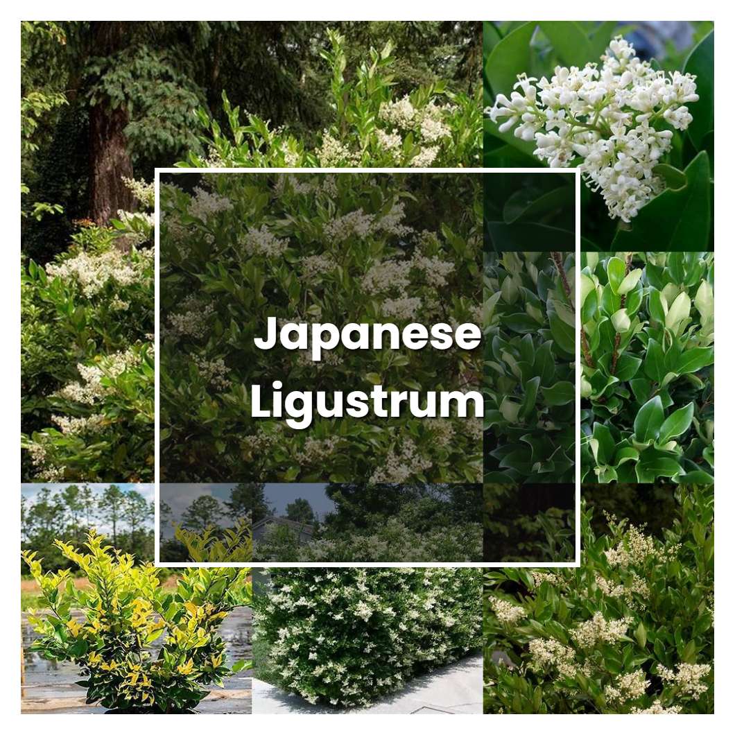 How to Grow Japanese Ligustrum - Plant Care & Tips