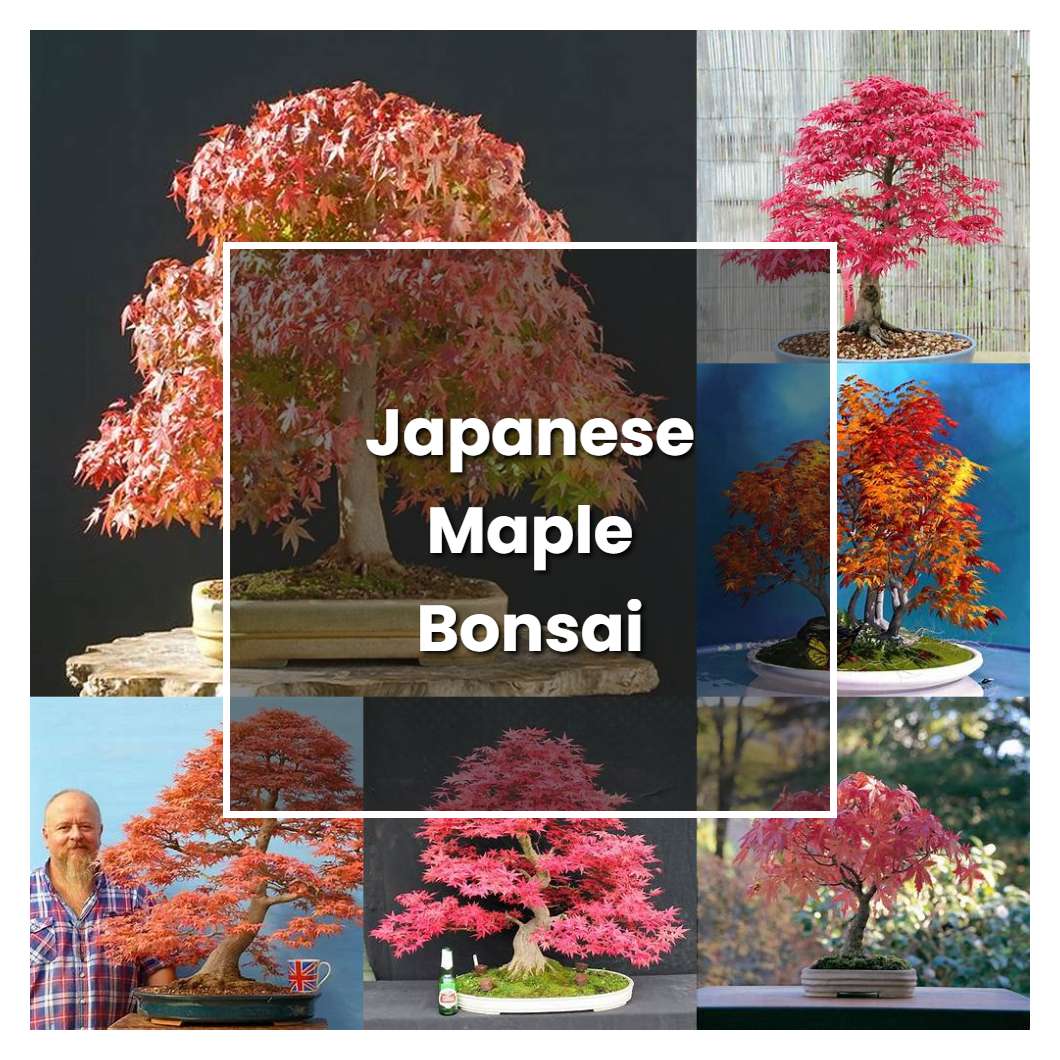 How to Grow Japanese Maple Bonsai - Plant Care & Tips