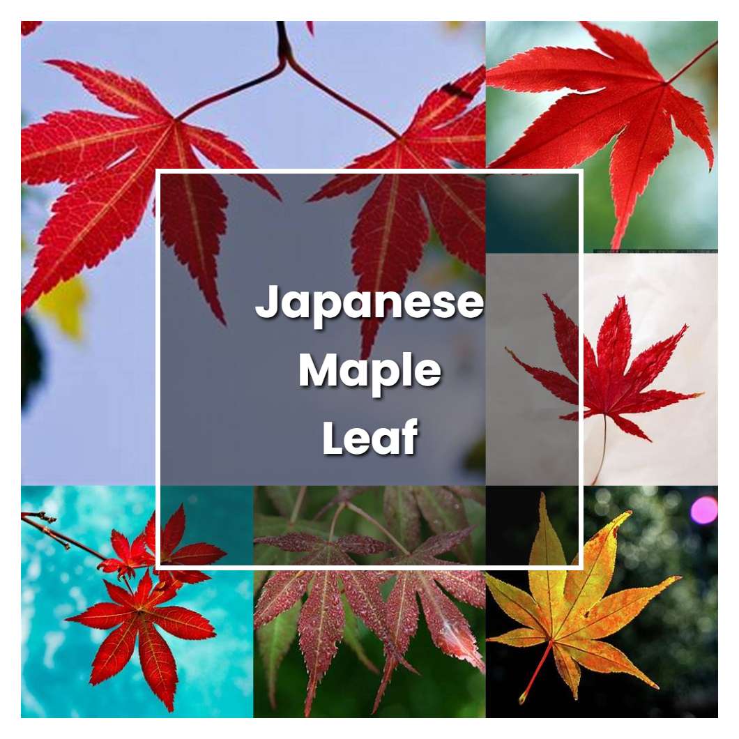 How to Grow Japanese Maple Leaf - Plant Care & Tips