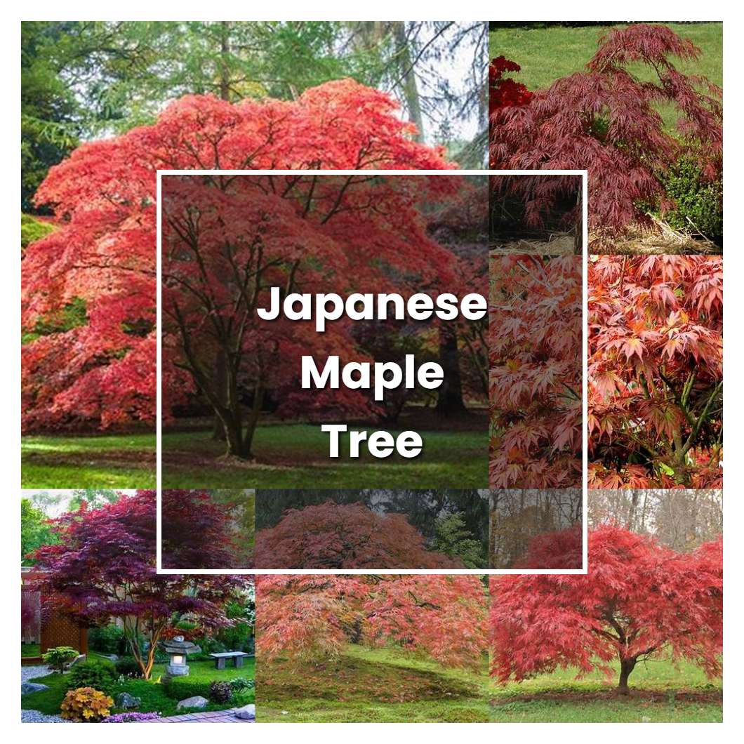 How to Grow Japanese Maple Tree - Plant Care & Tips