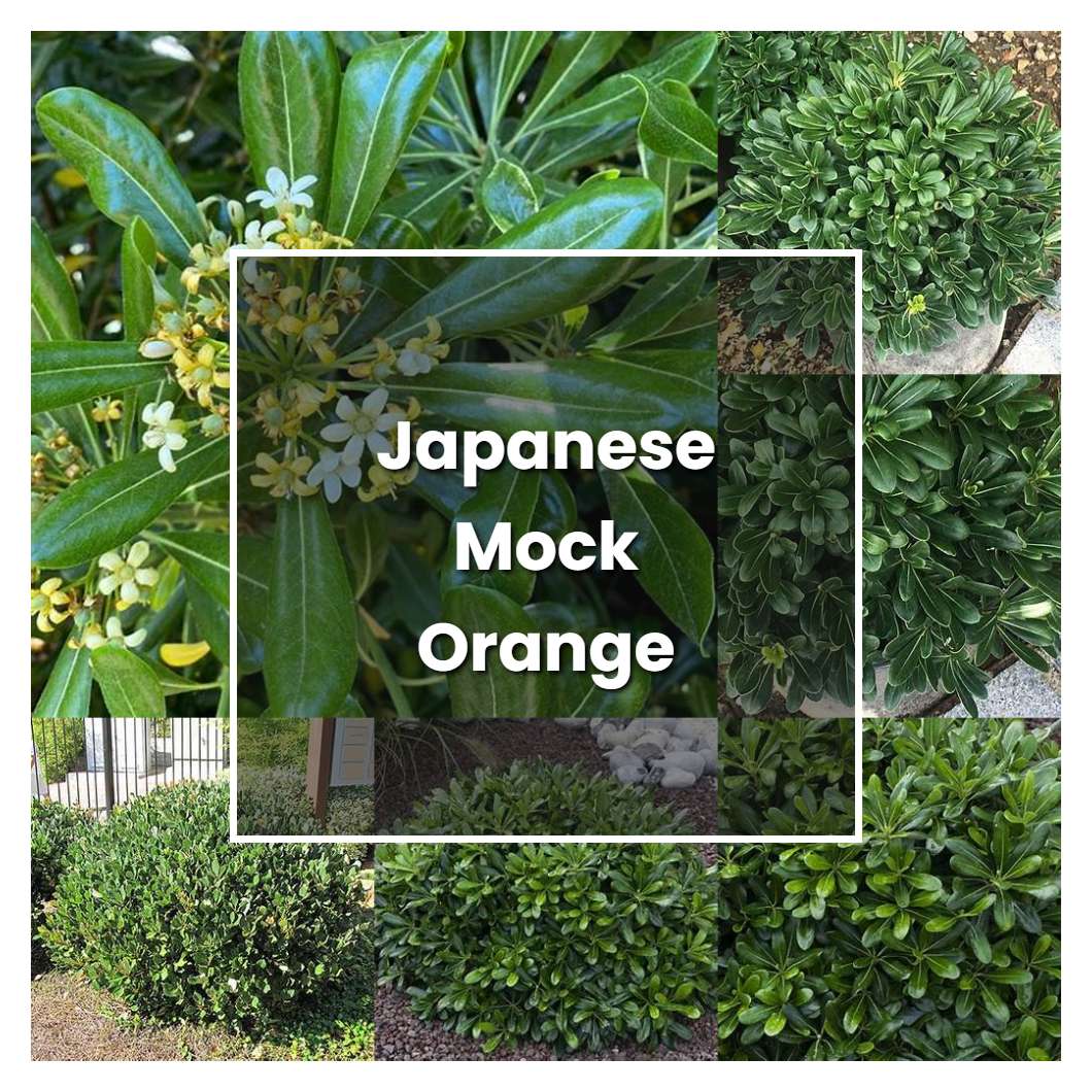 How to Grow Japanese Mock Orange - Plant Care & Tips