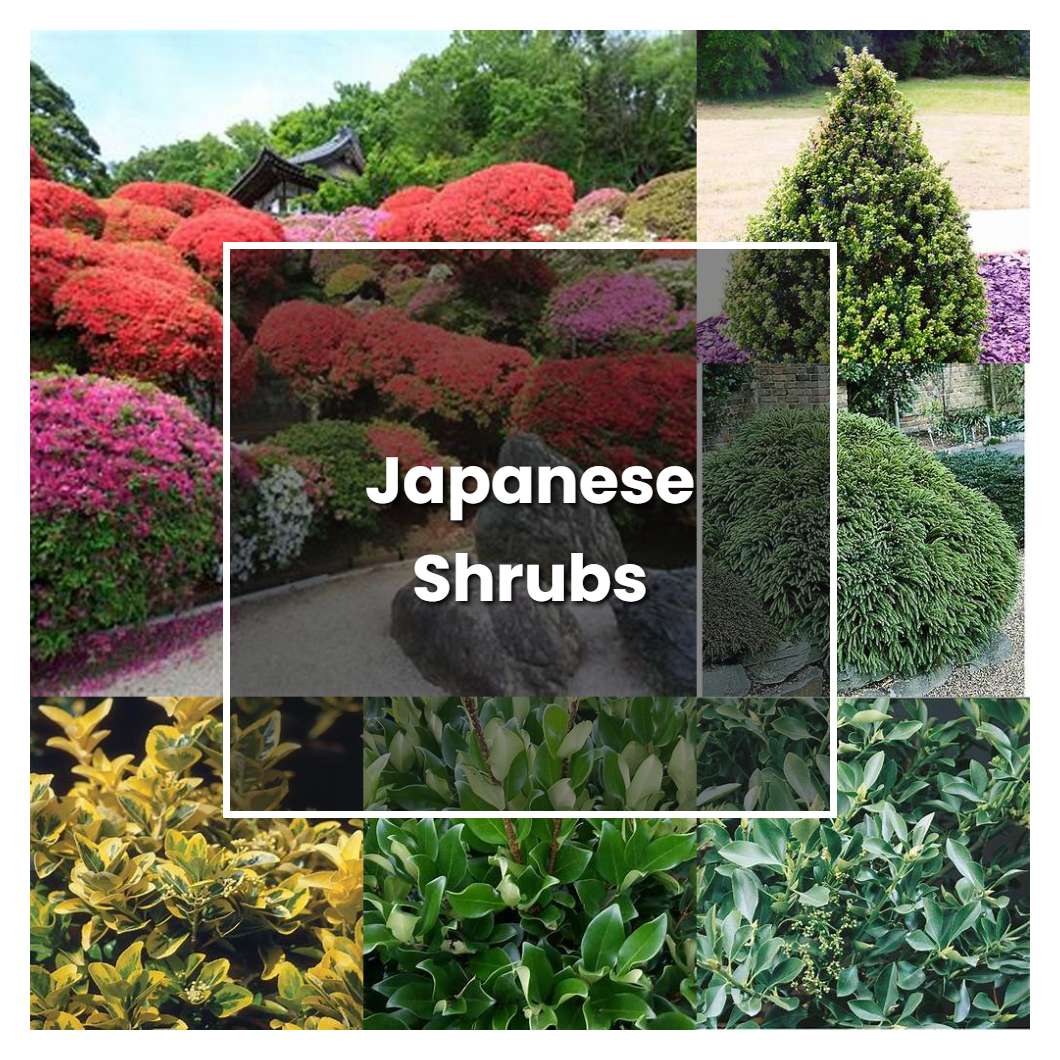How to Grow Japanese Shrubs - Plant Care & Tips
