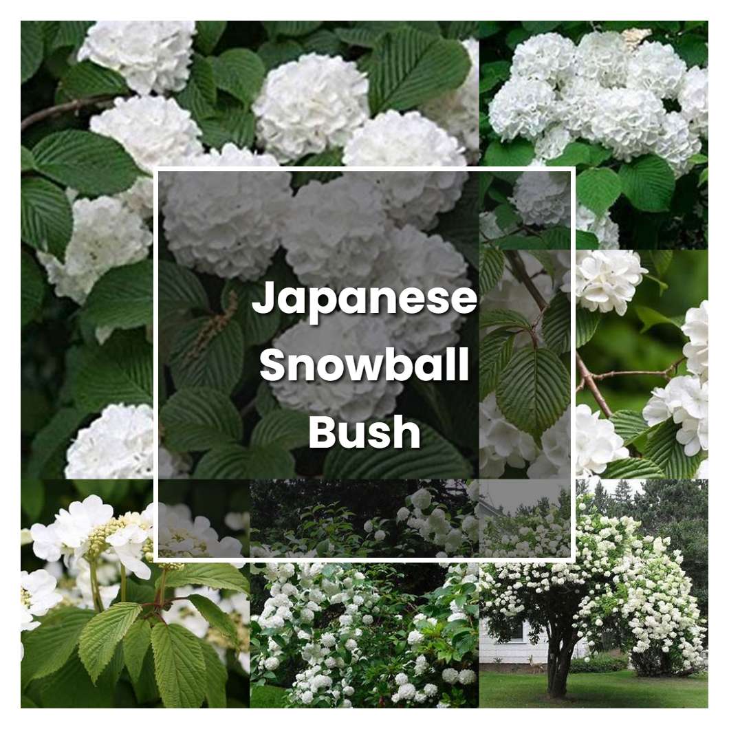How to Grow Japanese Snowball Bush - Plant Care & Tips