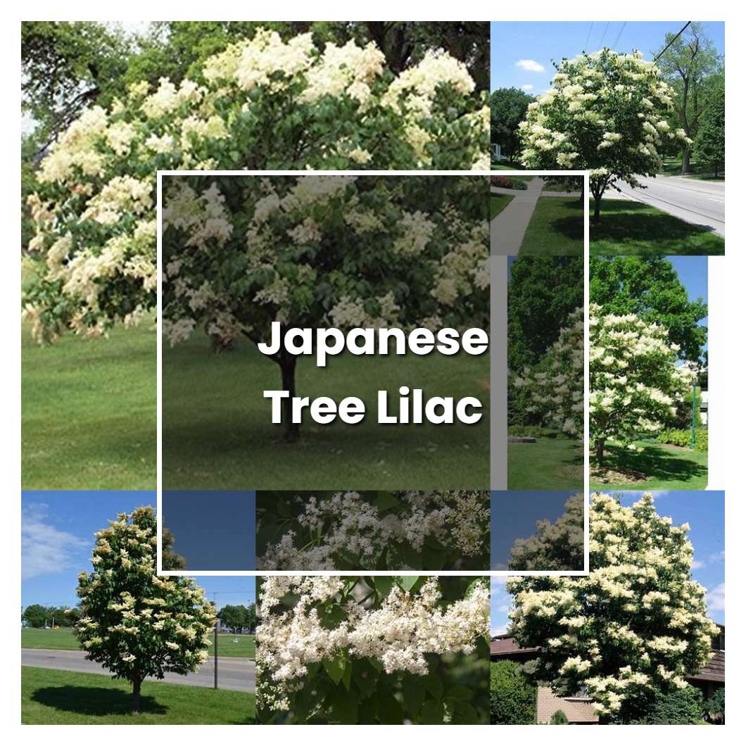 How to Grow Japanese Tree Lilac - Plant Care & Tips