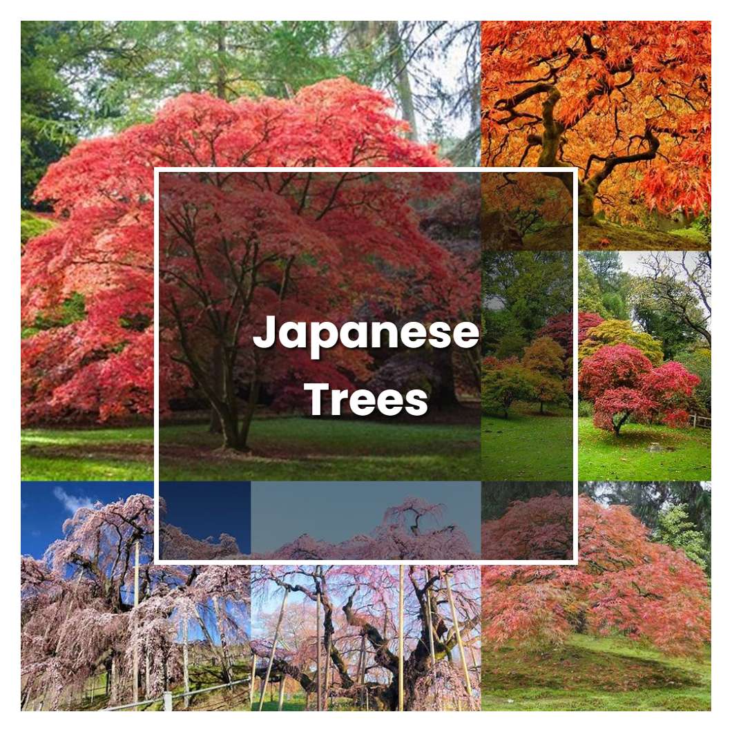 Types Of Japanese Trees
