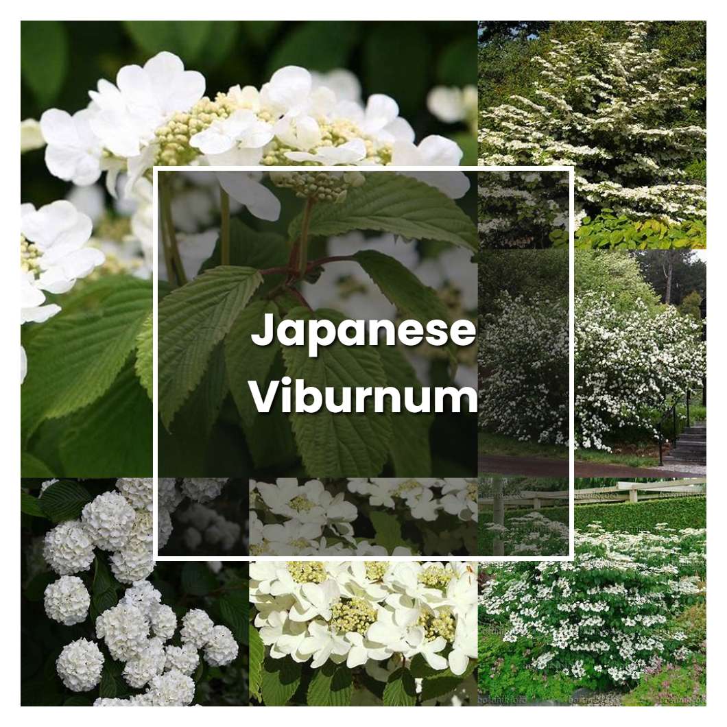 How to Grow Japanese Viburnum - Plant Care & Tips