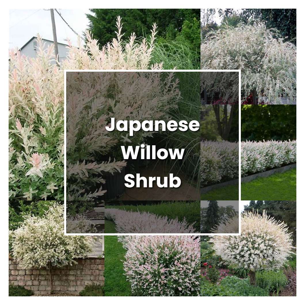How to Grow Japanese Willow Shrub - Plant Care & Tips