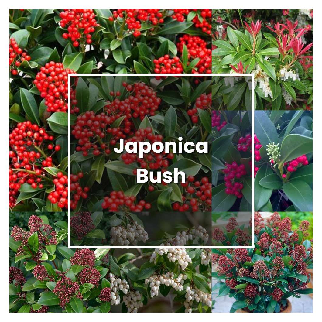 How to Grow Japonica Bush - Plant Care & Tips