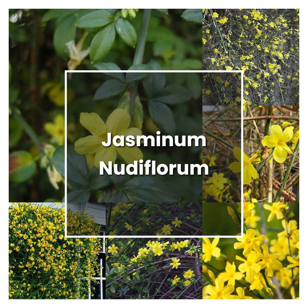 How to Grow Jasminum Nudiflorum - Plant Care & Tips