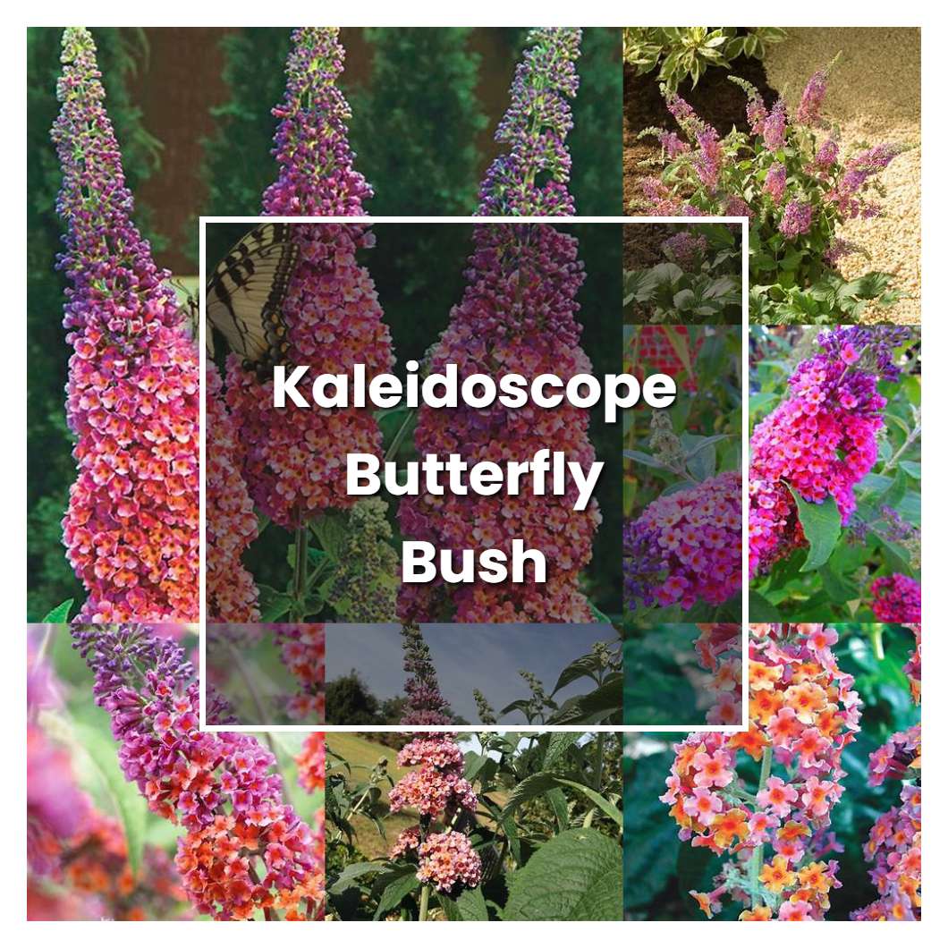 How to Grow Kaleidoscope Butterfly Bush - Plant Care & Tips