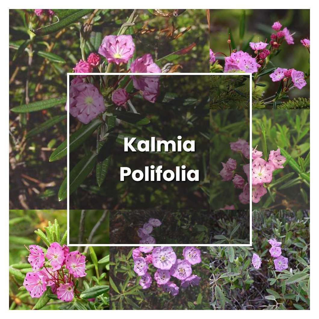 How to Grow Kalmia Polifolia - Plant Care & Tips