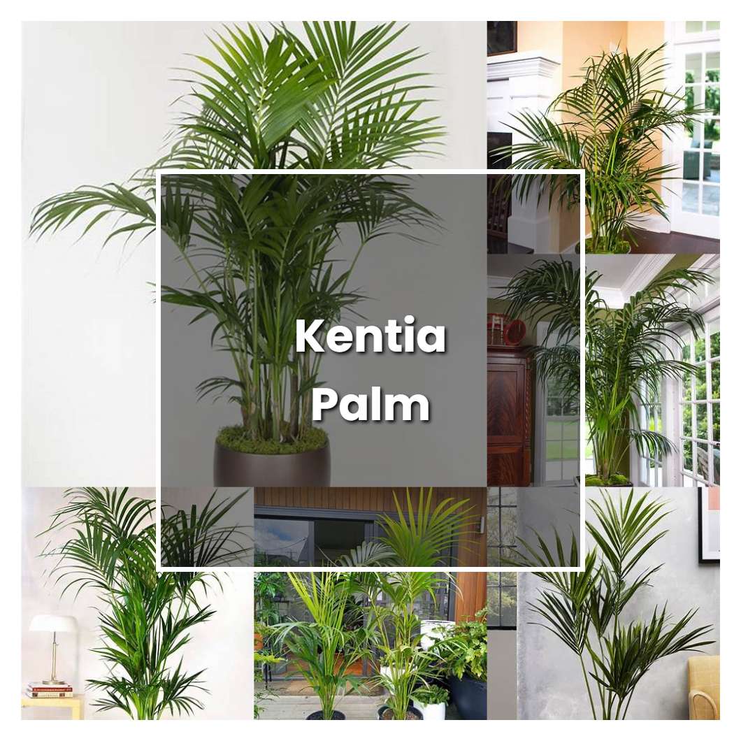How to Grow Kentia Palm - Plant Care & Tips