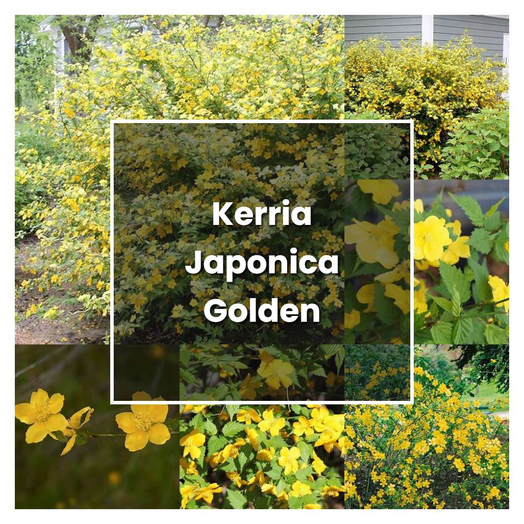 How to Grow Kerria Japonica Golden Guinea - Plant Care & Tips