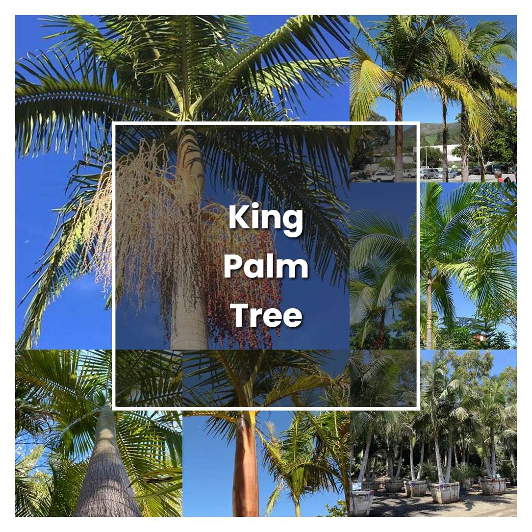 How to Grow King Palm Tree - Plant Care & Tips