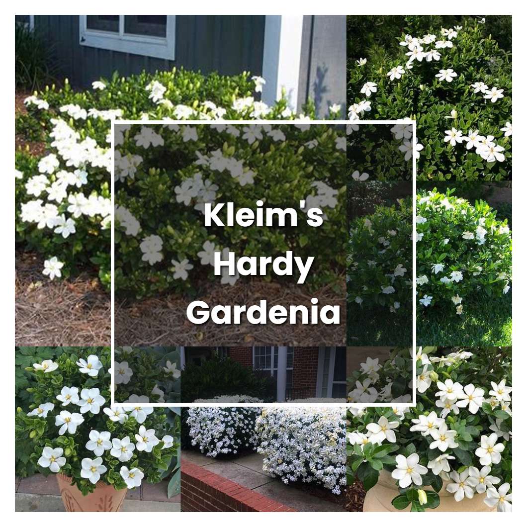 How to Grow Kleim's Hardy Gardenia - Plant Care & Tips