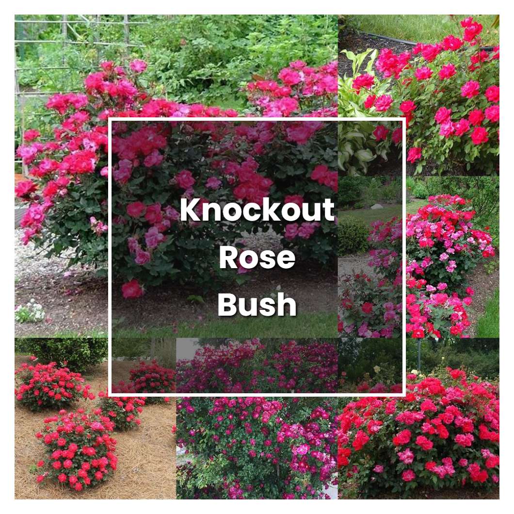 How to Grow Knockout Rose Bush - Plant Care & Tips | NorwichGardener